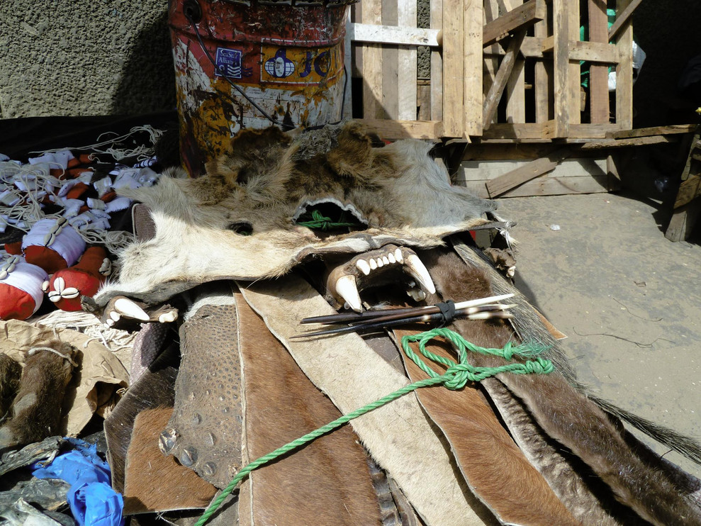 Lion skins