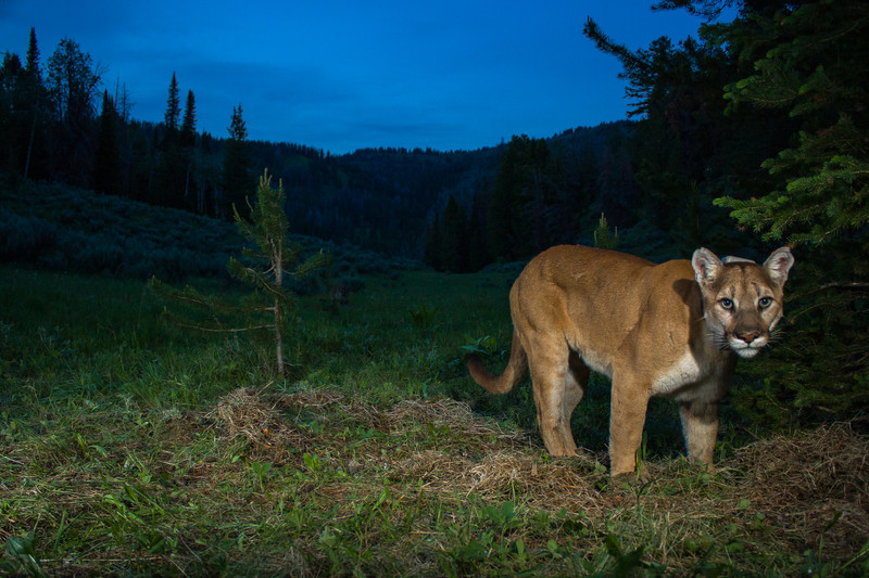 Puma