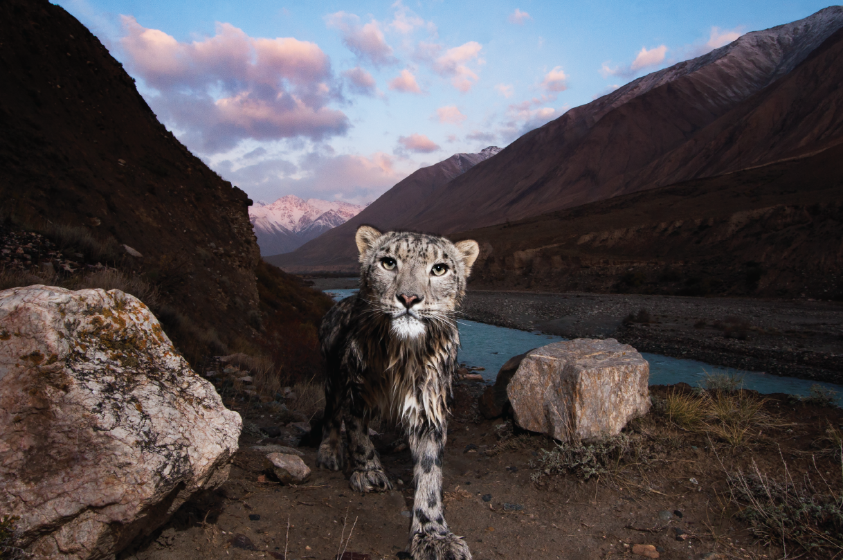 Snow leopard Sebastian 3.