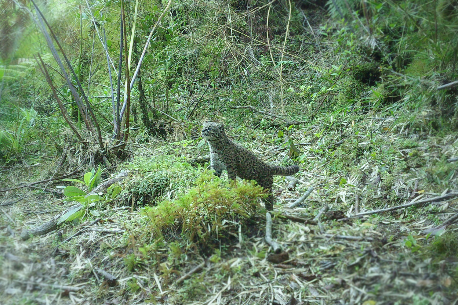 Guiña