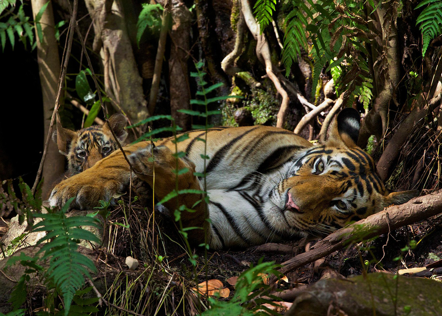 Tiger
