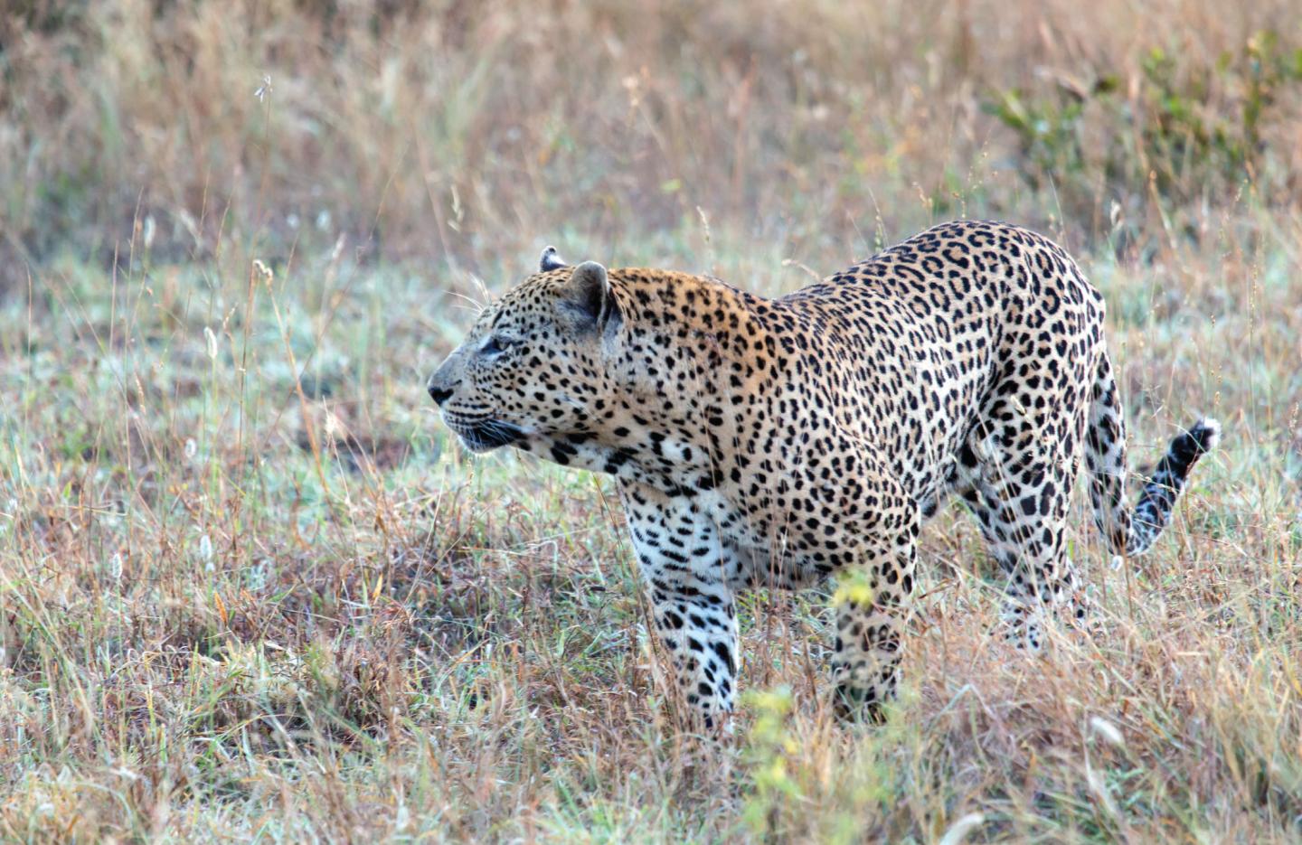 Leopard