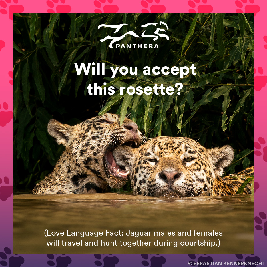 Jaguar catgram