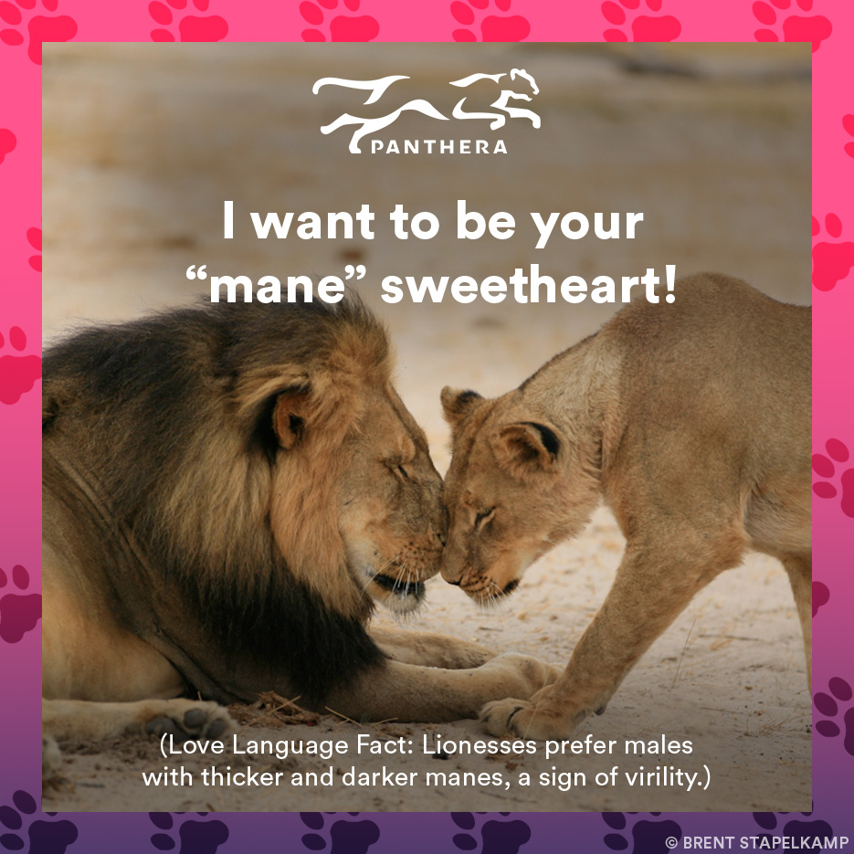 Lion catgram