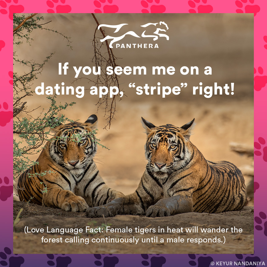 Tiger catgram