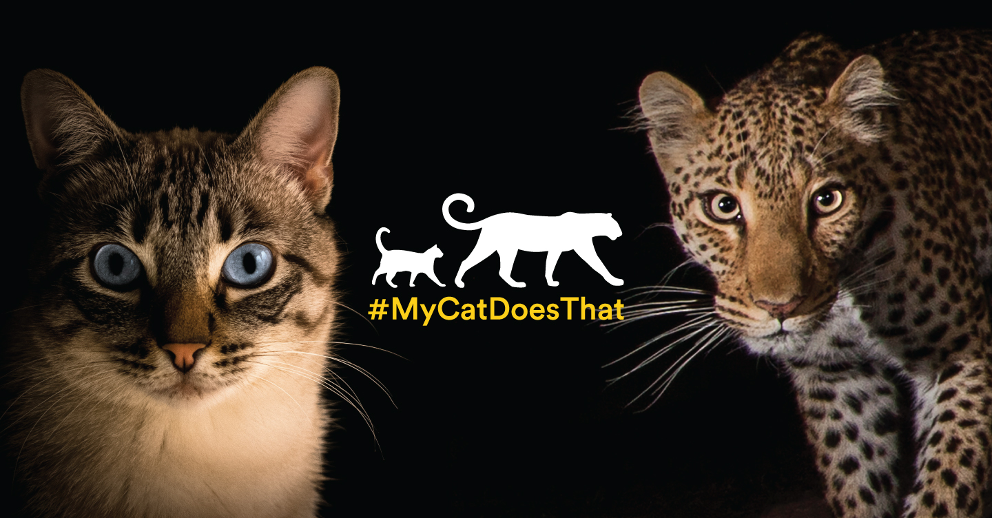 MyCatDoesThat
