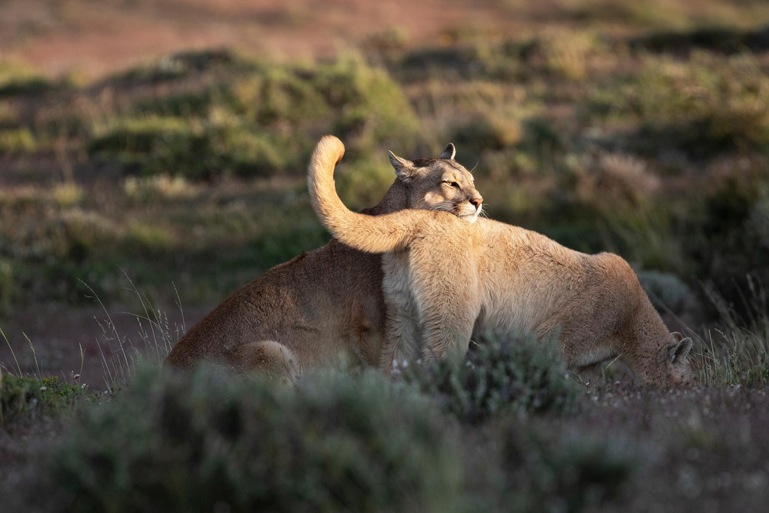 Pumas playing
