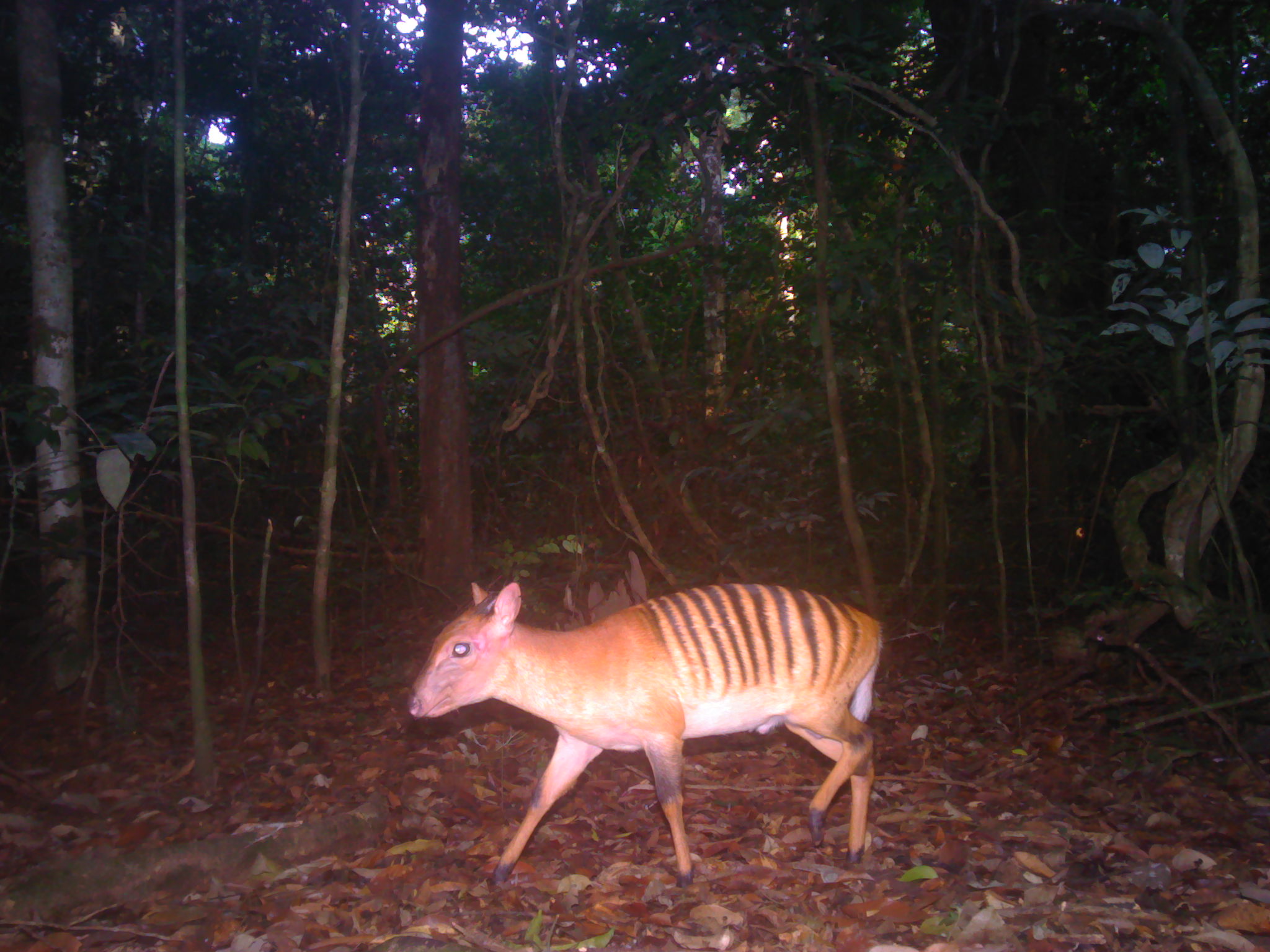 Zebra duiker