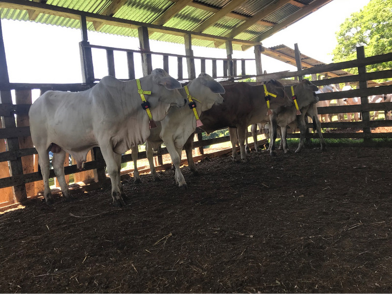Disco cows