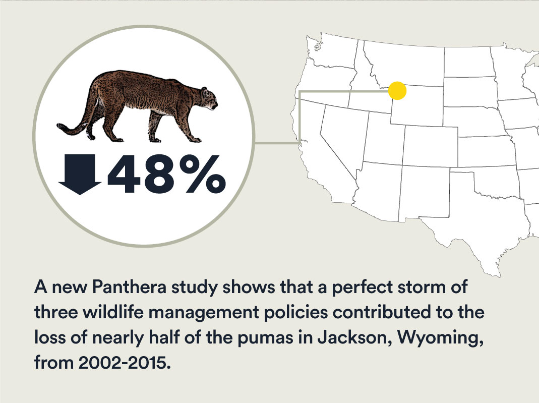 Puma infographic