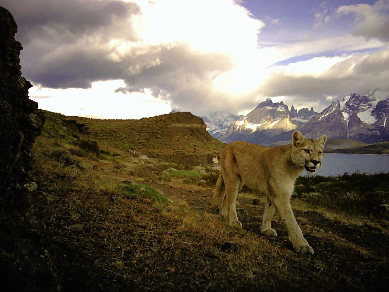 A puma walks in front of a mountain range and body of water
