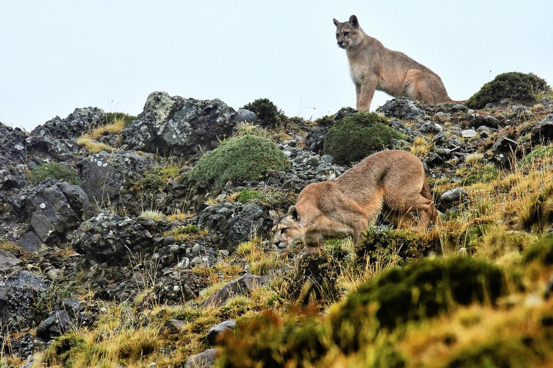 Puma and kitten