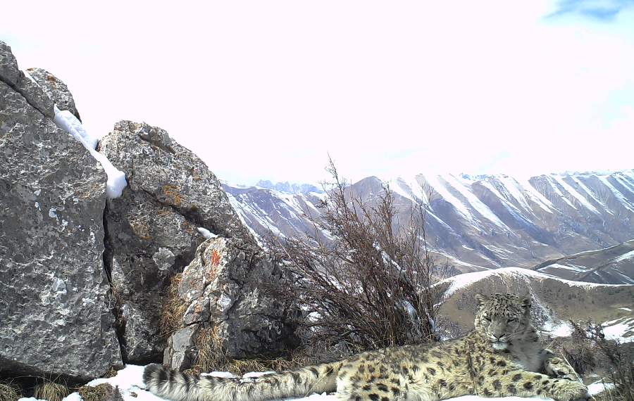 Snow leopard