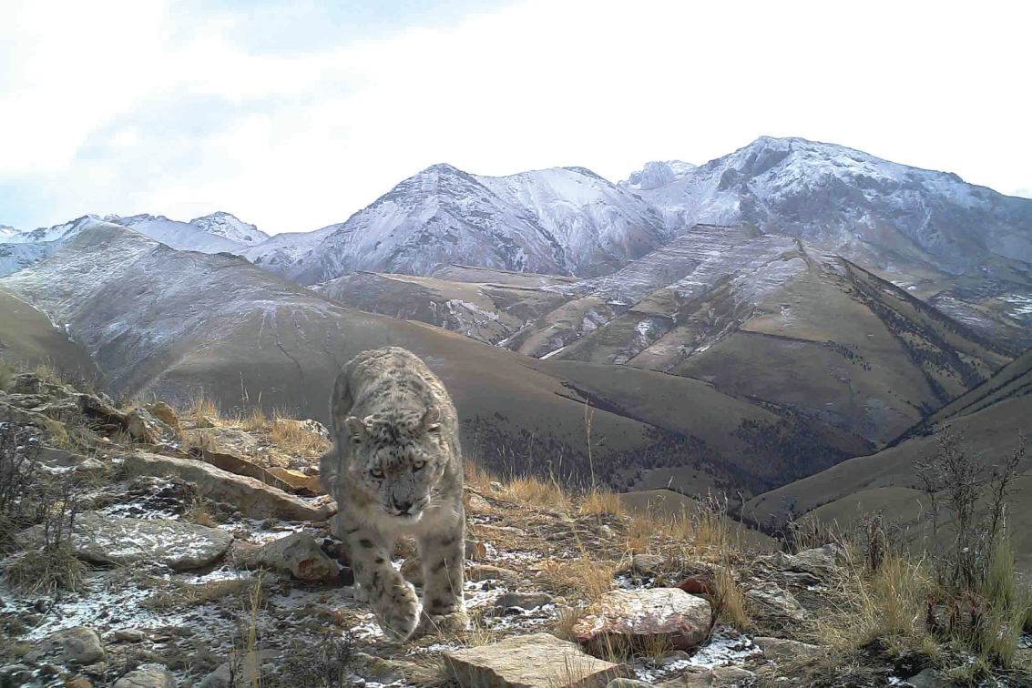 Snow leopard 2