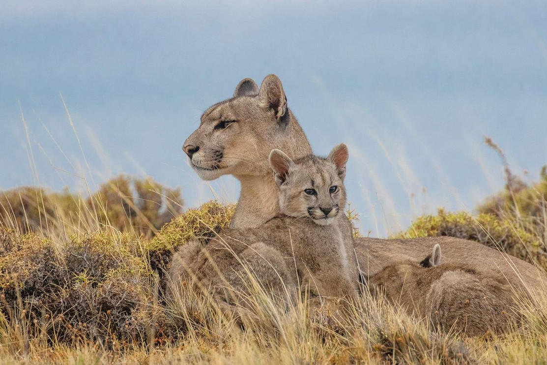 Puma with kittens