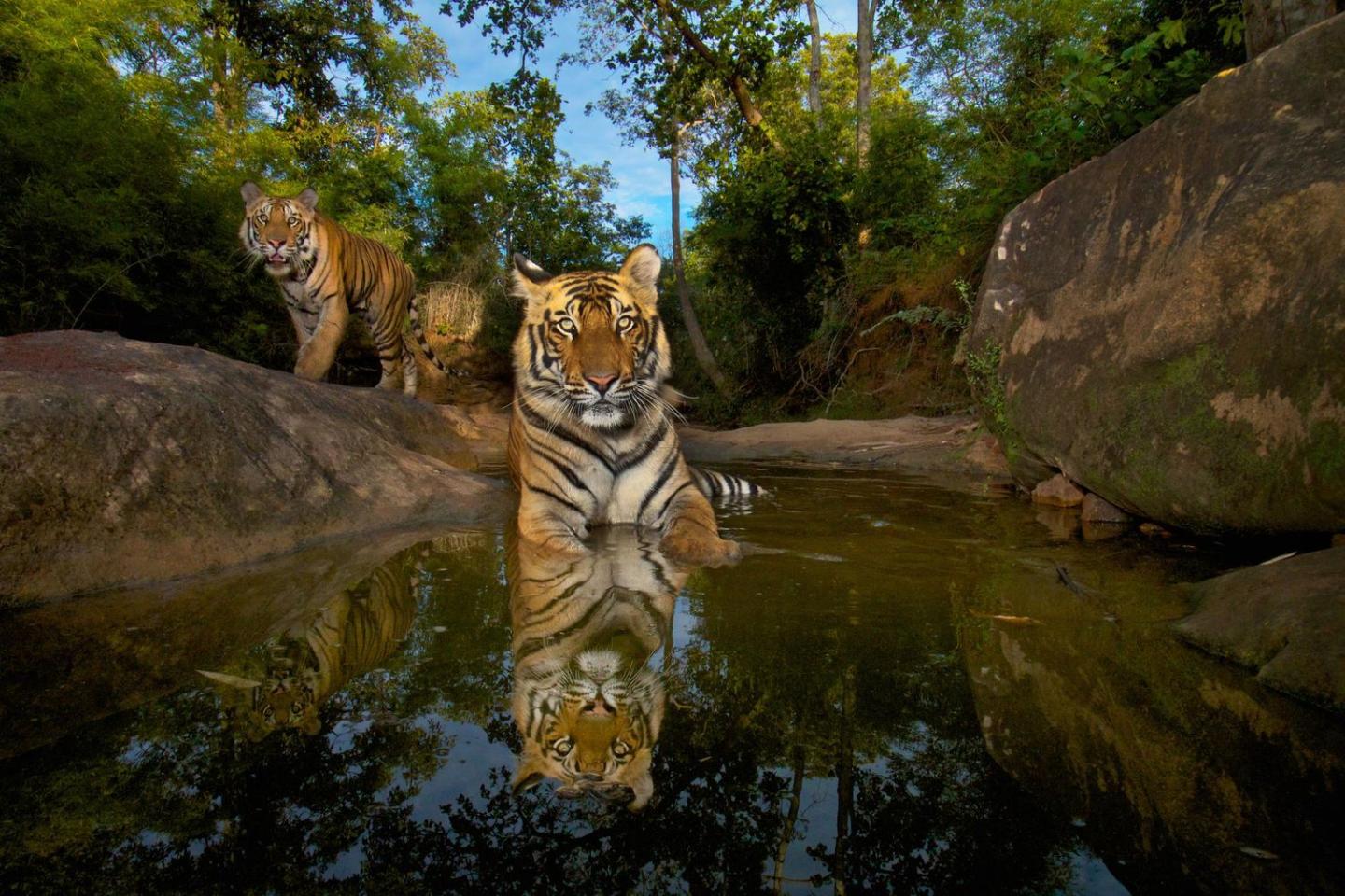 Two tigers