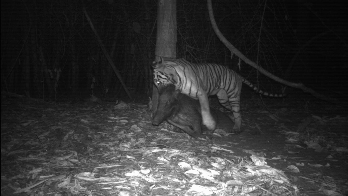 Tiger with prey