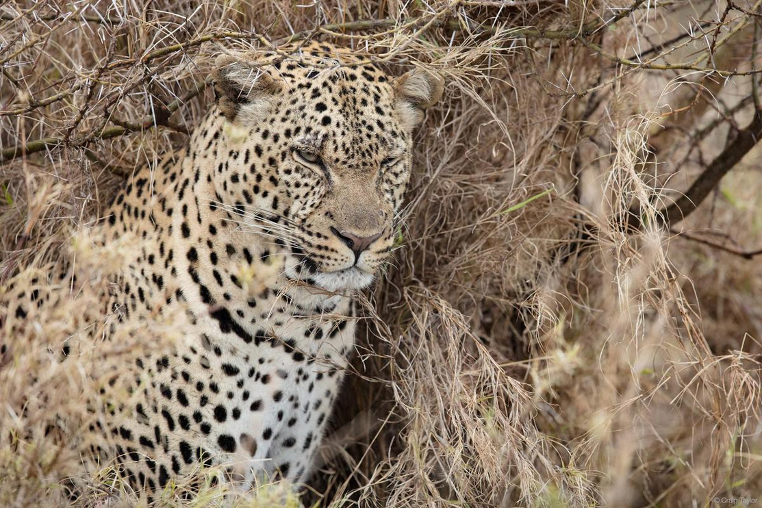 Leopard staring