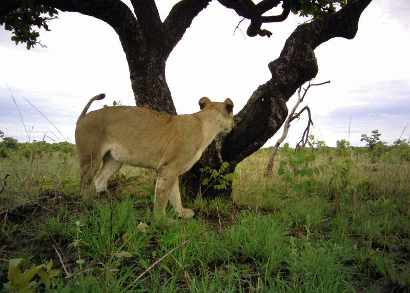 Lion 2