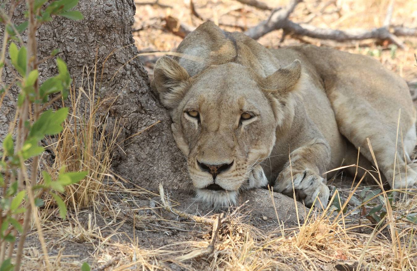 Lion 1
