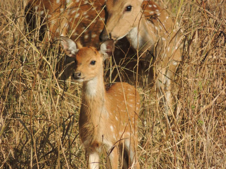 Deer