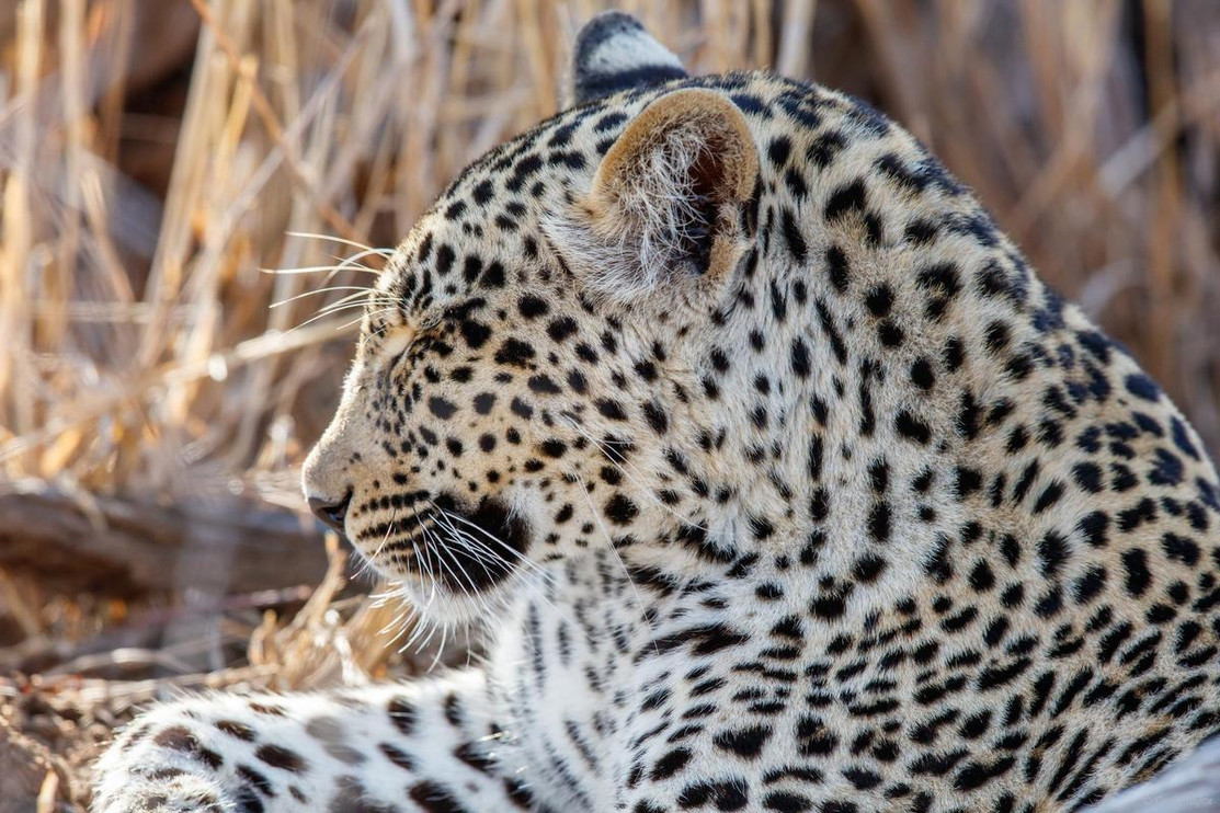 Young leopard
