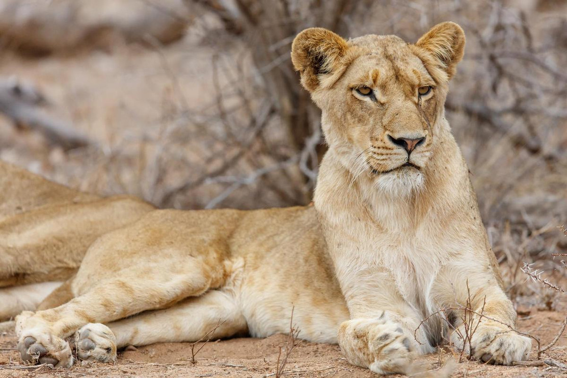 Lion 1