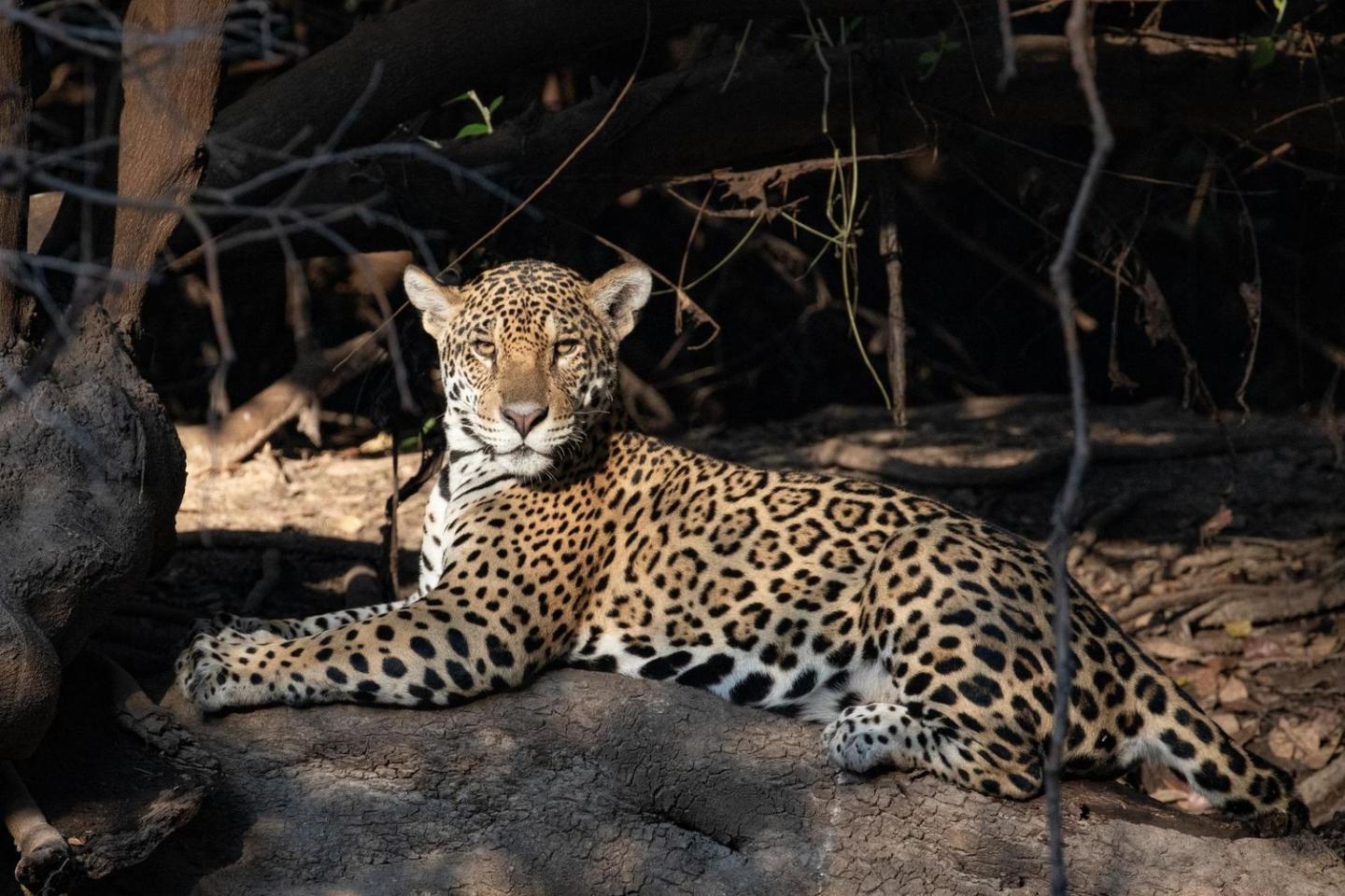 Jaguar