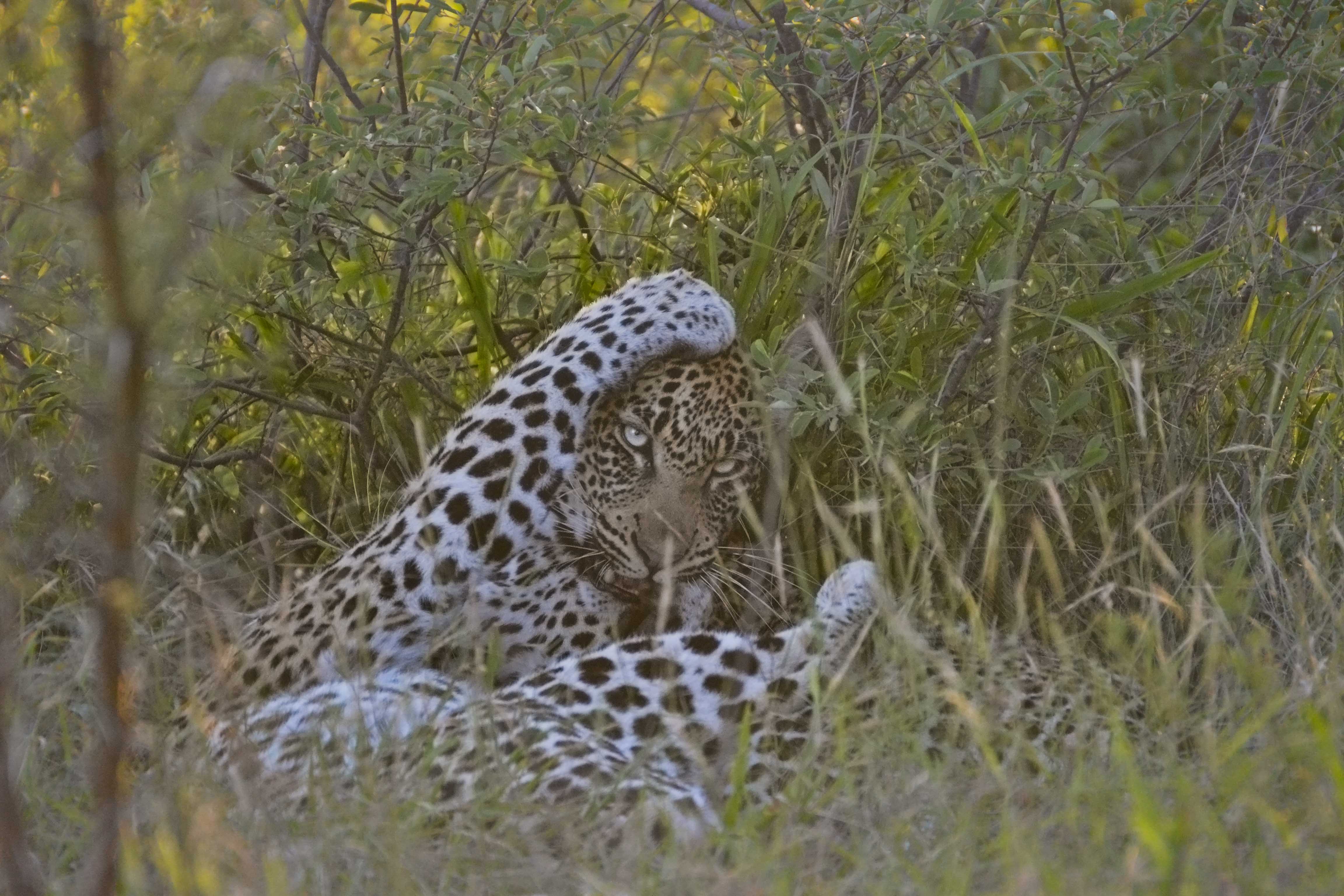 Leopard mom
