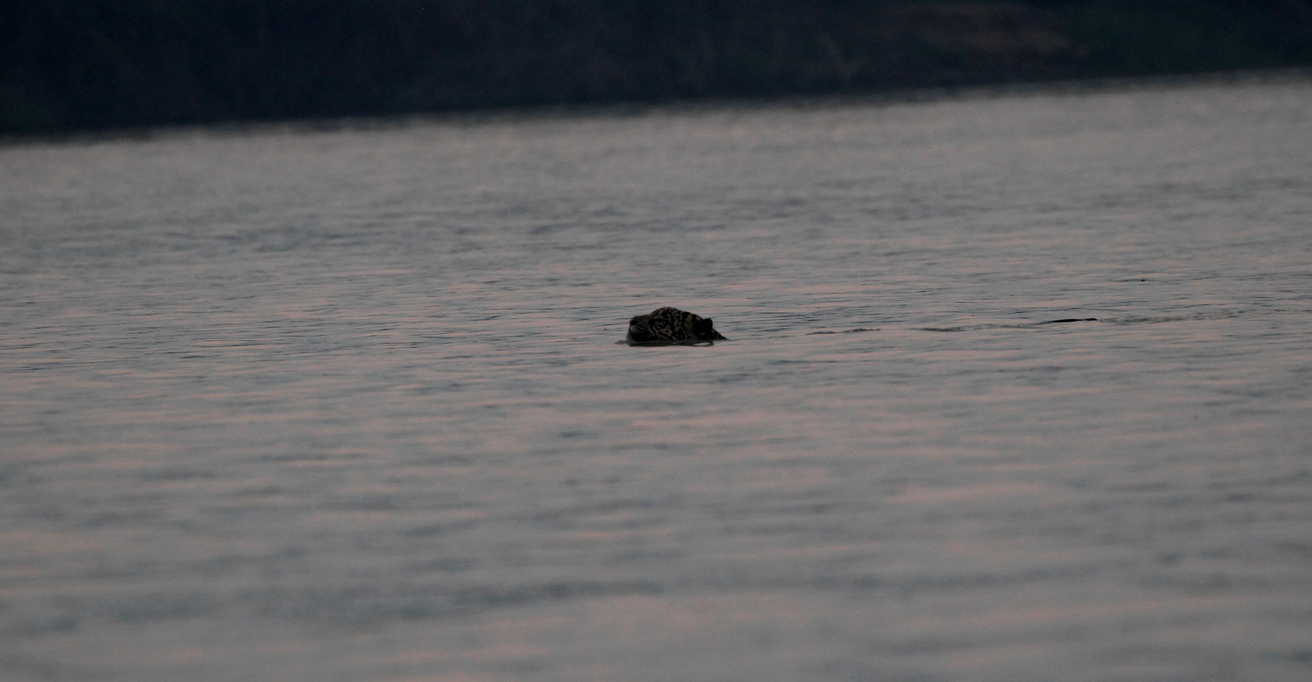 Jaguar in water