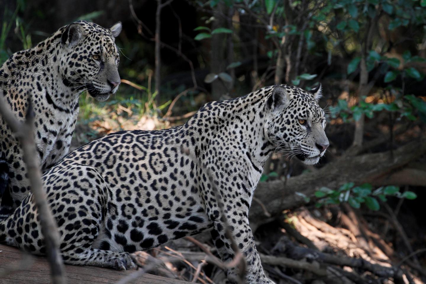 Jaguars