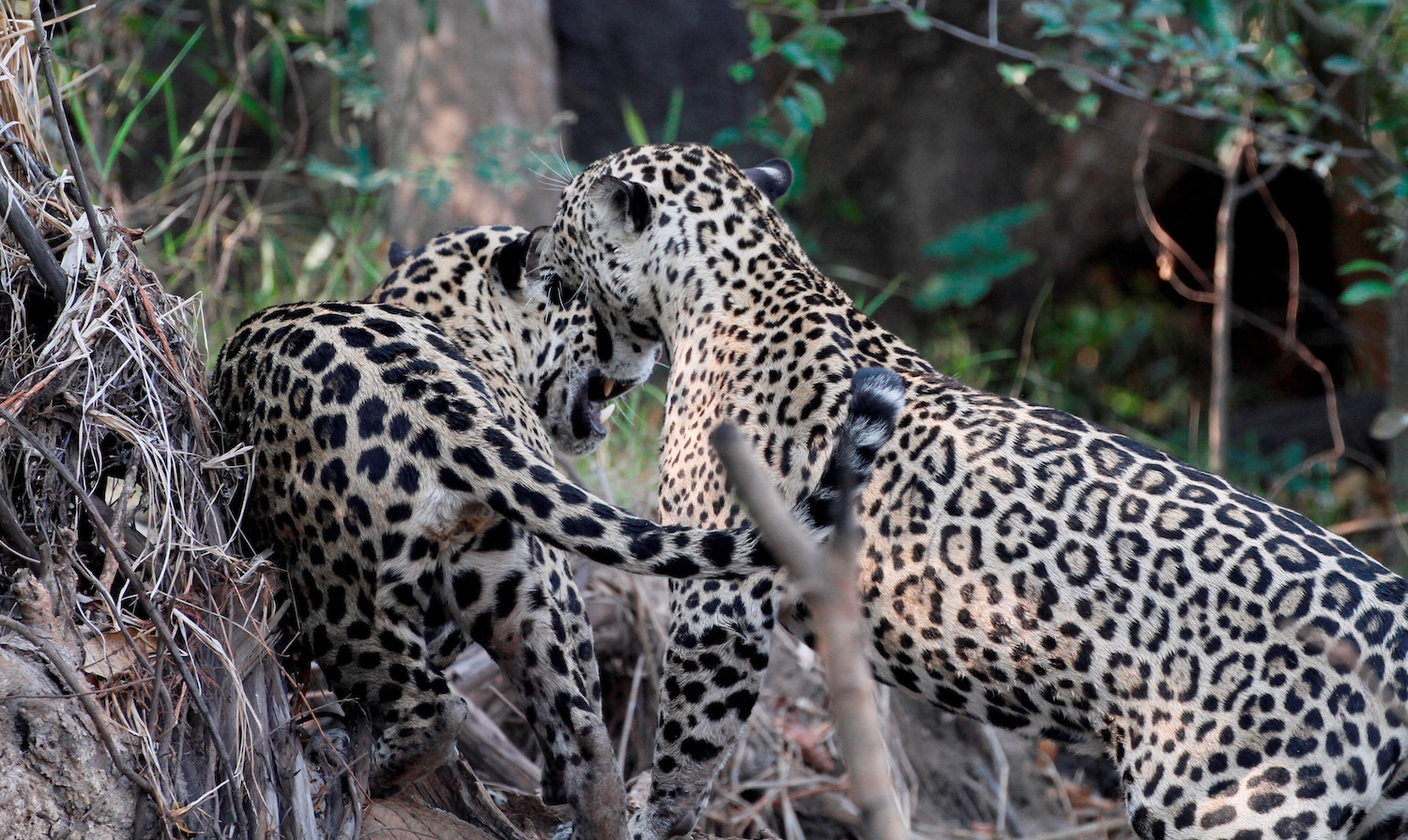 Jaguars