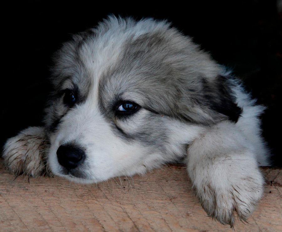 Sheepdog