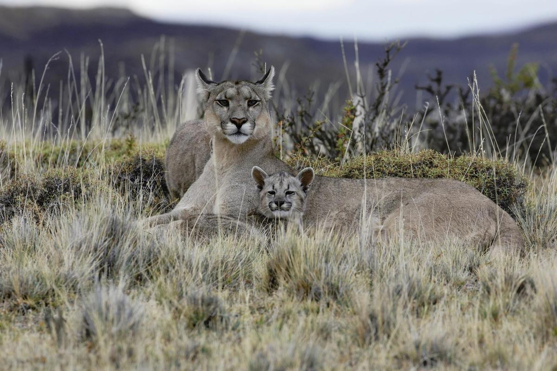 Puma with kitten 2