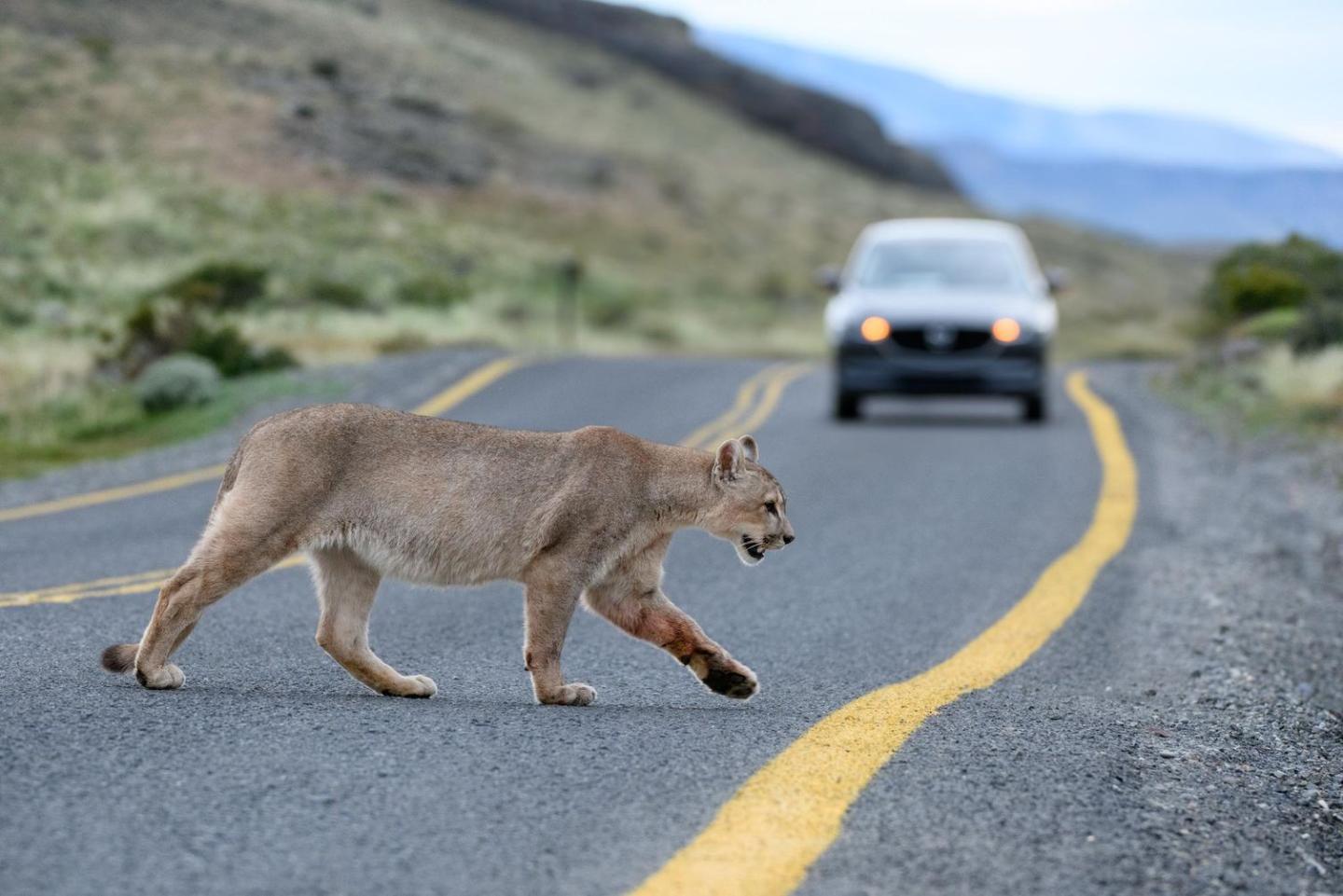 Puma crossing a road with approaching car in background