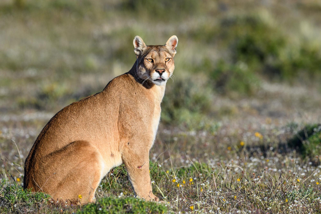 Puma in Chile