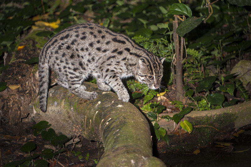 Fishing cat on tree.