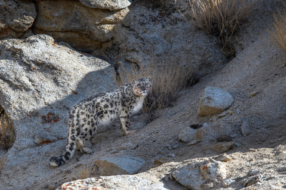 Snow leopard