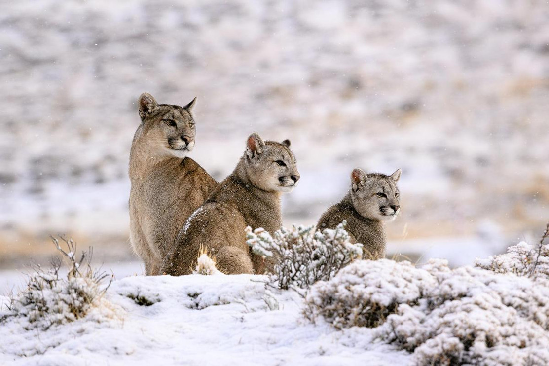 Pumas in Chile