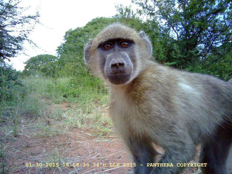 Baboon