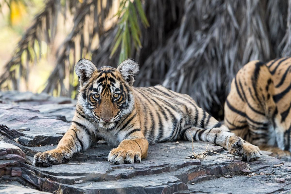 Bengal tiger cub