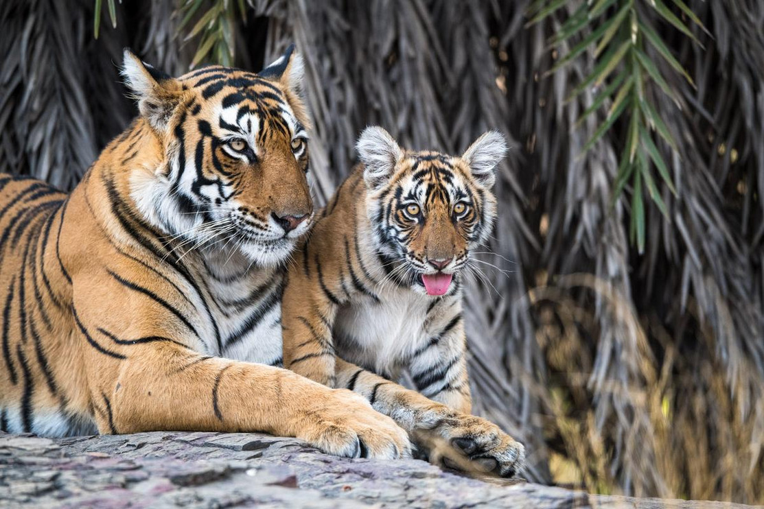 Tigers