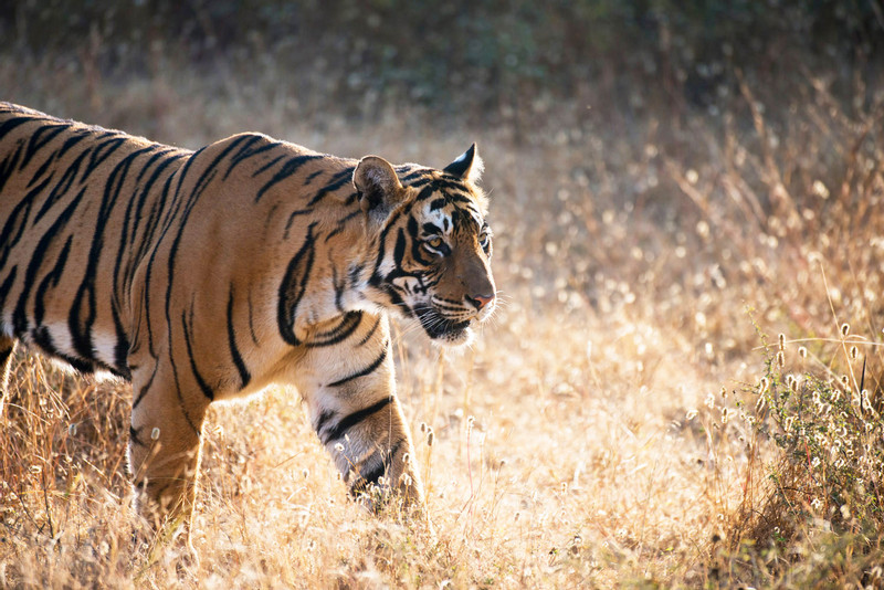 Tiger 3