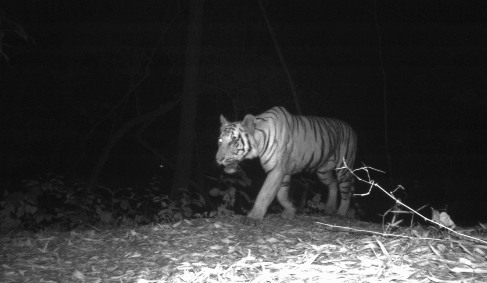 Tiger 2