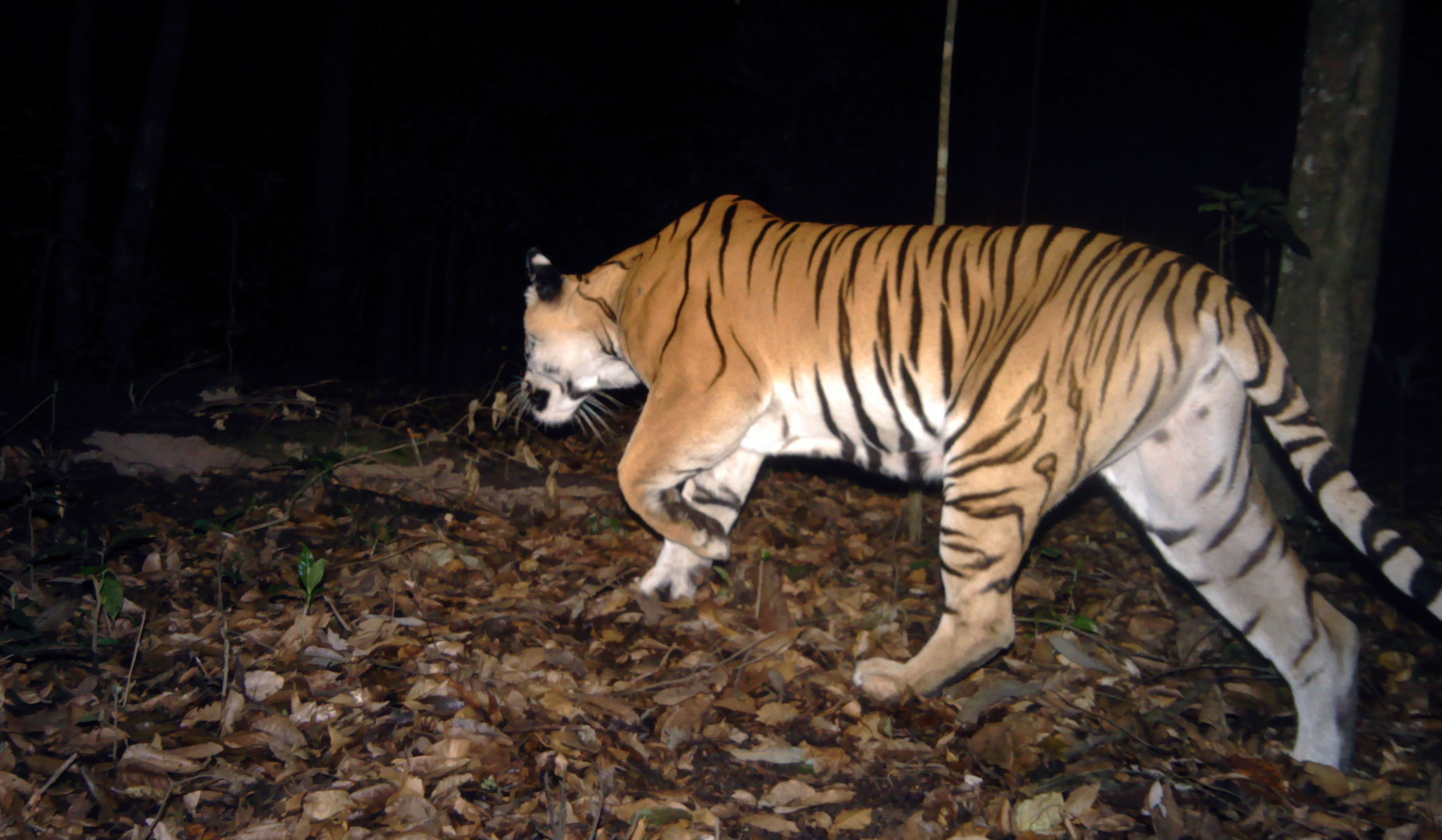 Tiger 3