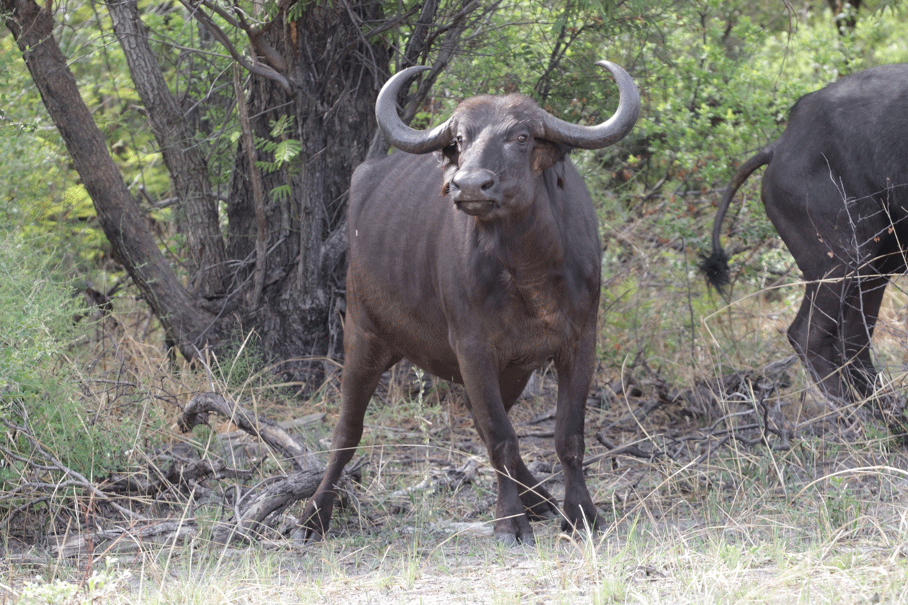 Buffalo