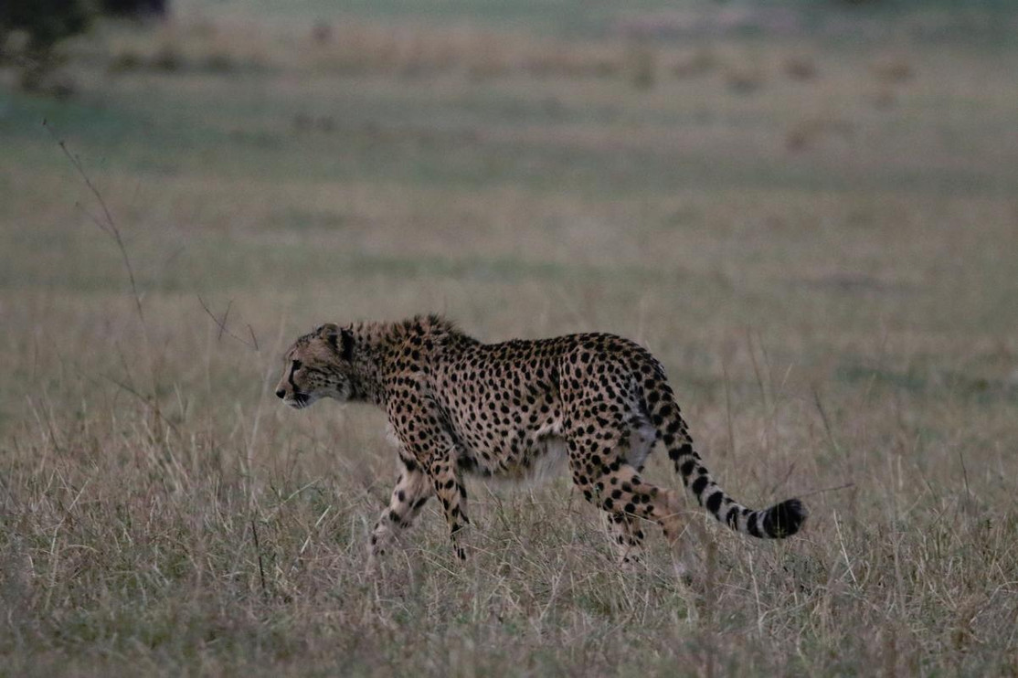King the cheetah