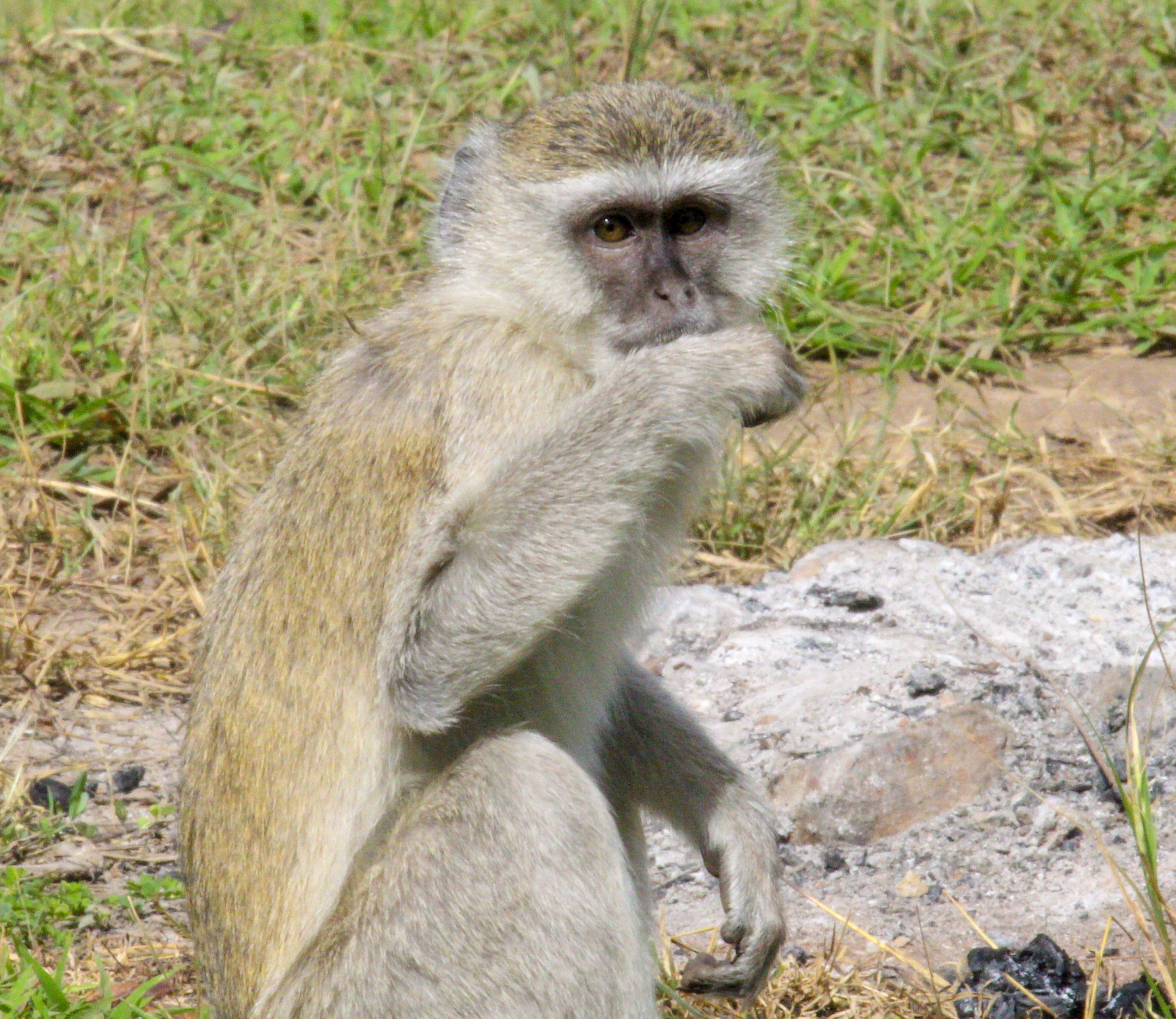Monkey
