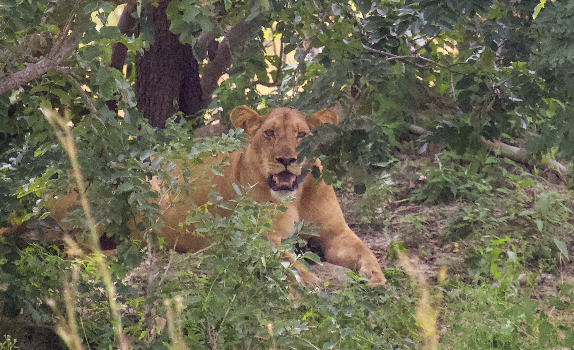 Lion
