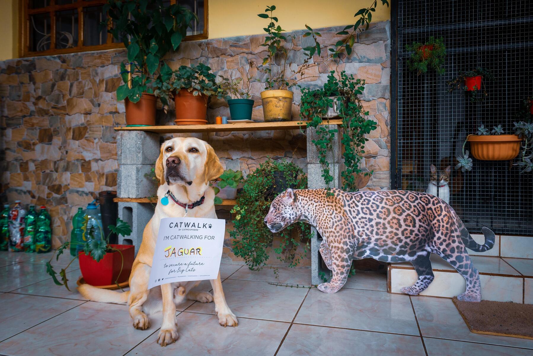 Tigre Catwalk